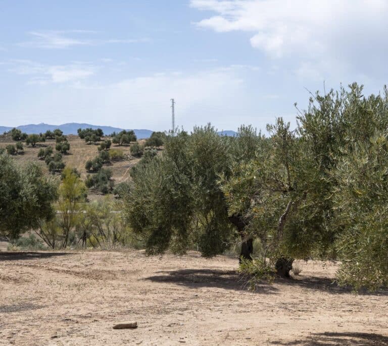 El aceite de oliva se encarece más que nunca en la historia al subir un 52% en un año