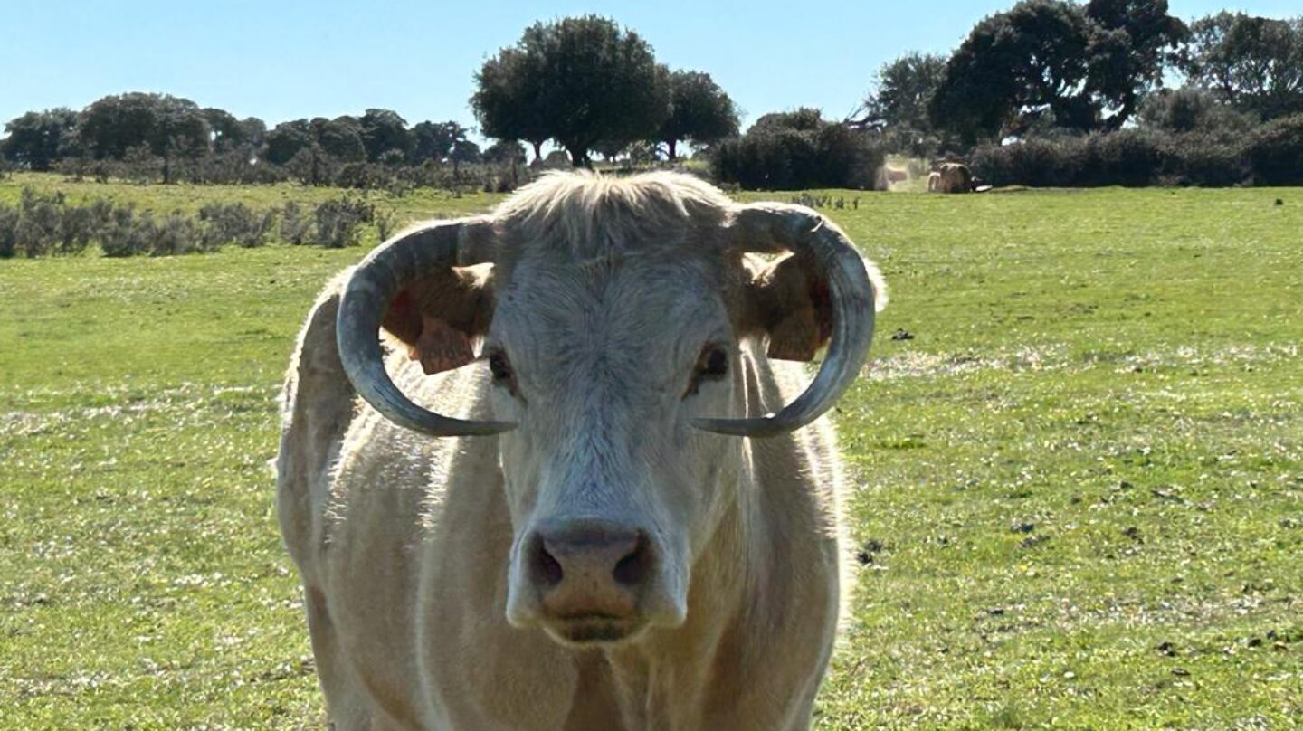 Una vaca de ganadería extensiva en la provincia de Salamanca
