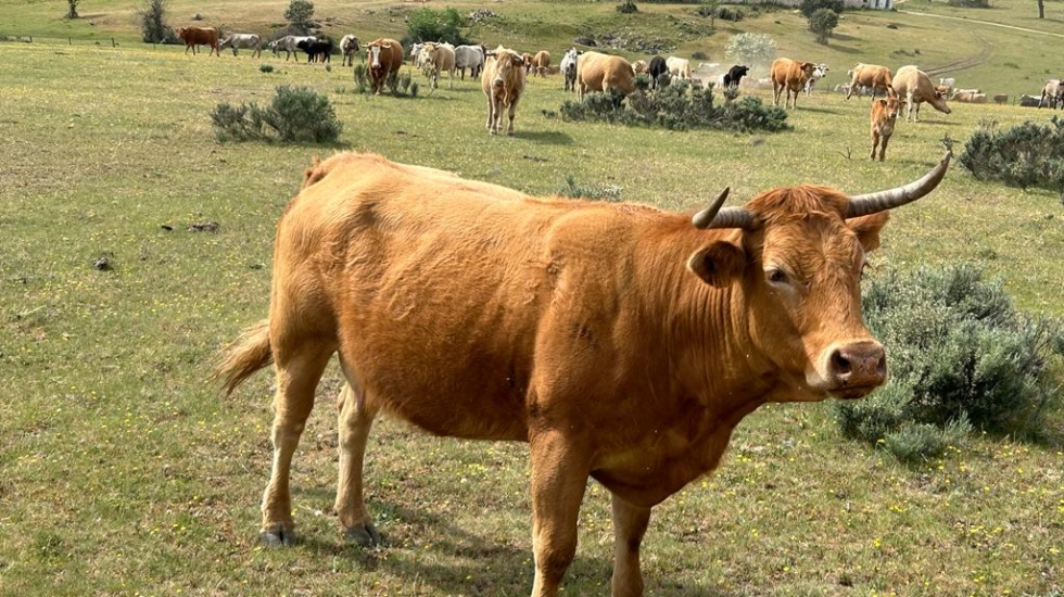Vaca de una ganadería extensiva en la provincia de Salamanca (Castilla y León)