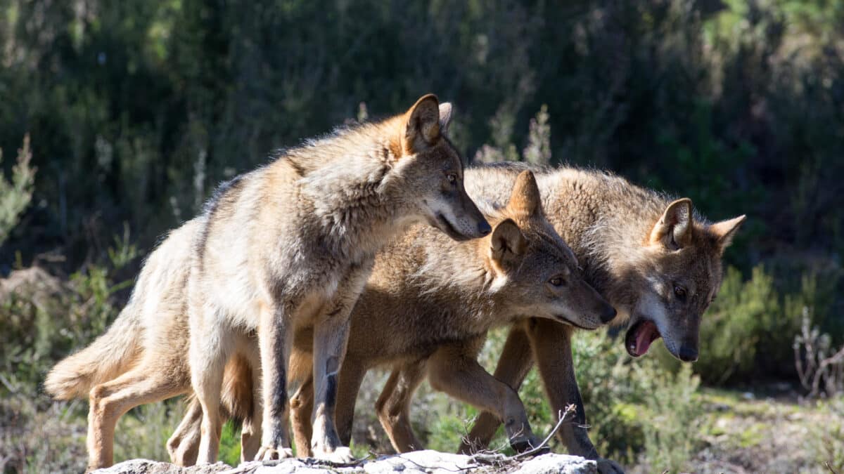 Varios lobos ibéricos del Centro del Lobo Ibérico en localidad de Robledo de Sanabria, en plena Sierra de la Culebra