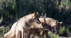 Von der Leyen 'abre' la veda del lobo y rearma al campo: "Es esperanzador"