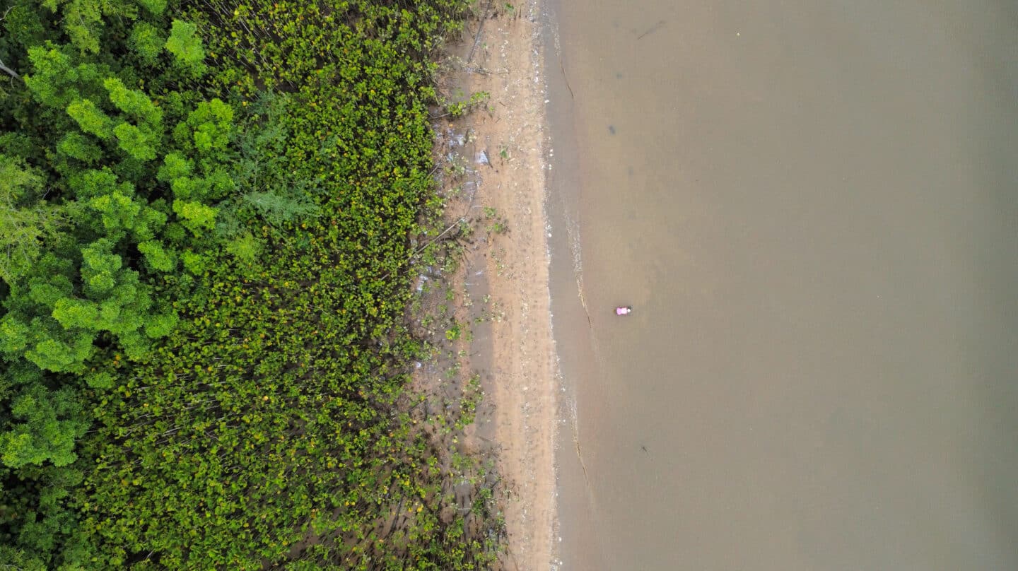 Selva del Amazonas, en Brasil