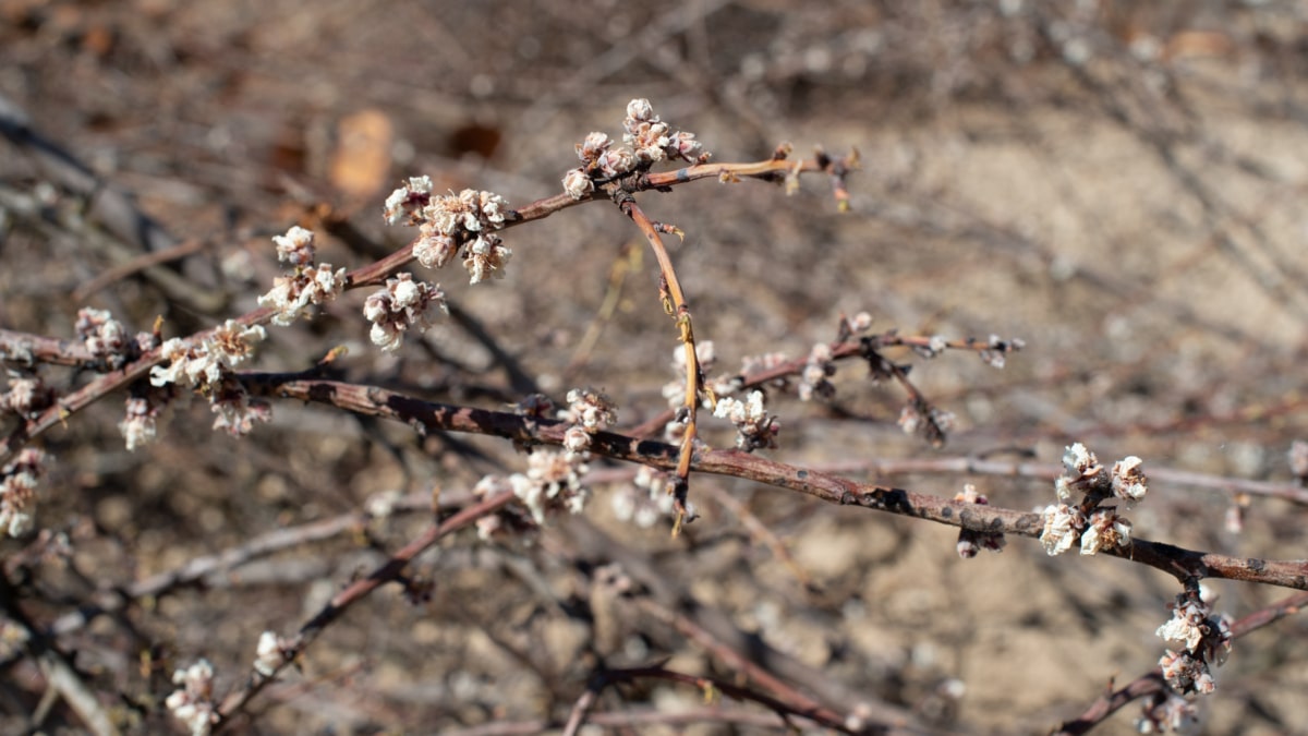 Almendro sufre los efectos de la sequía en Murcia