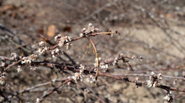 La almendra californiana y la industria exprimen al productor tradicional
