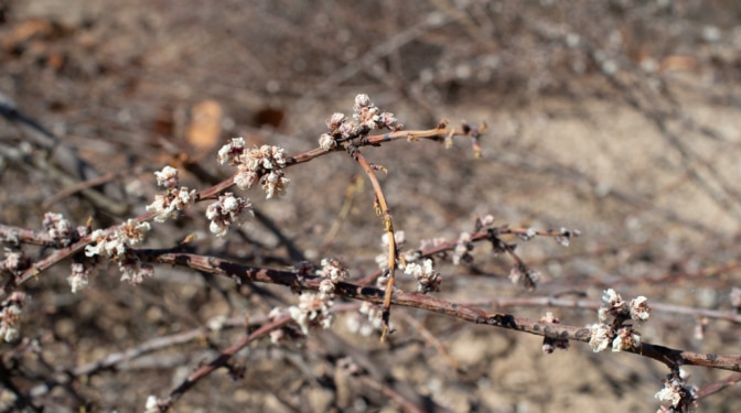La almendra californiana y la industria exprimen al productor tradicional