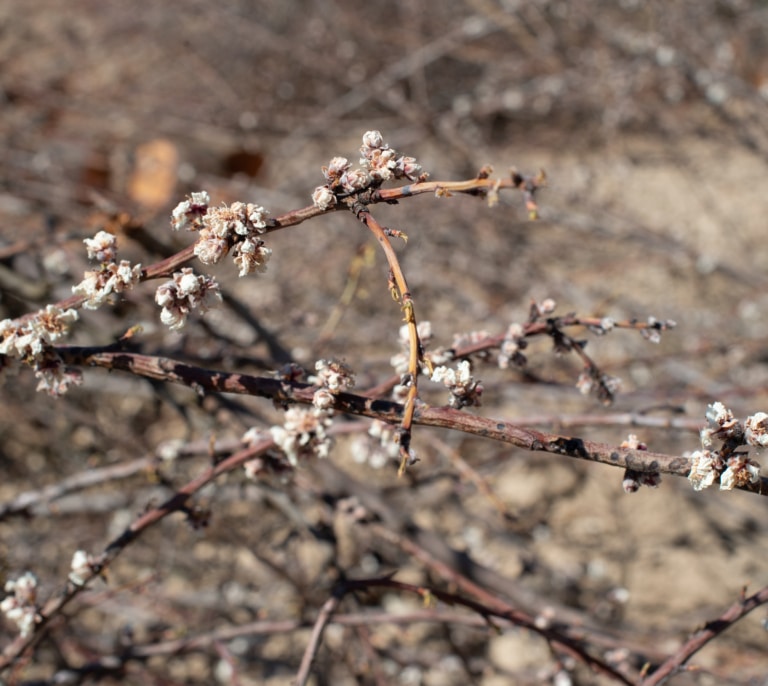 La almendra californiana y la industria exprimen al productor tradicional