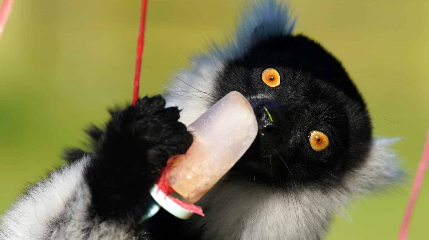 Un lémur de collar blanco y negro sostiene un poste de hielo en el Blair Drummond Safari Park, cerca de Stirling.