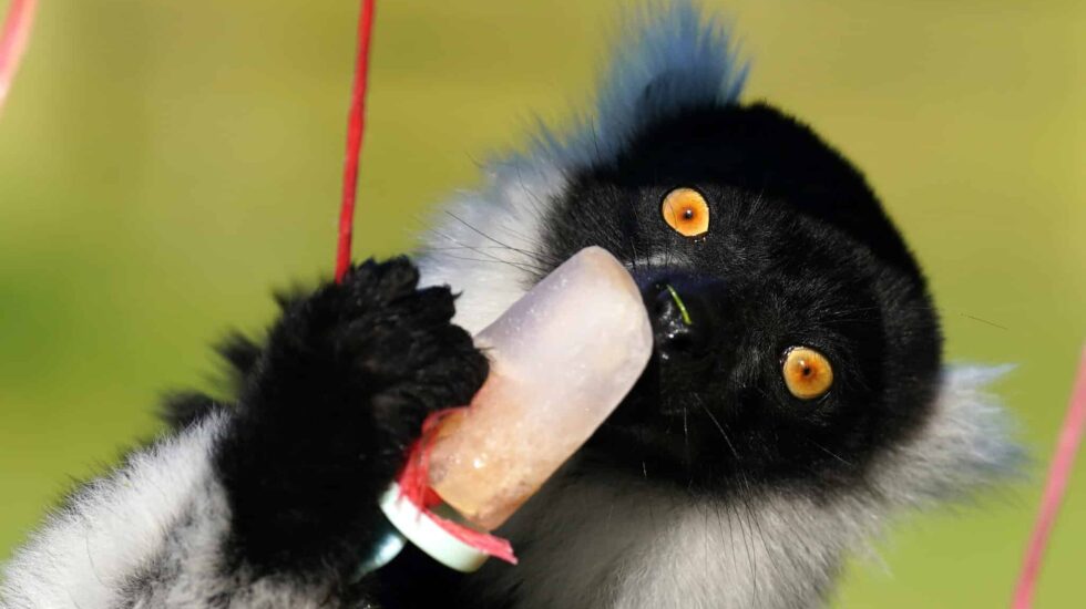 Un lémur de collar blanco y negro sostiene un poste de hielo en el Blair Drummond Safari Park, cerca de Stirling.