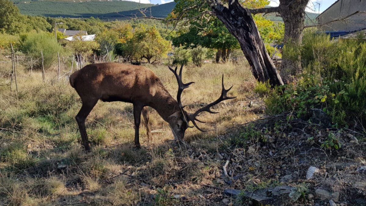 Fotografía que muestra al ciervo "Carlitos" con su cornamenta de catorce puntas, que visita habitualmente Linarejos, una aldea de la Sierra de la Culebra de Zamora