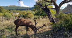 El ciervo 'Carlitos' vive, asegura la Junta de Castilla y León