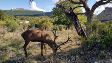 El ciervo 'Carlitos' vive, asegura la Junta de Castilla y León