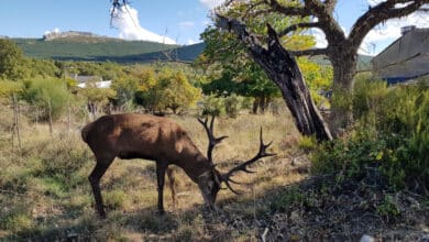 El ciervo 'Carlitos' vive, asegura la Junta de Castilla y León