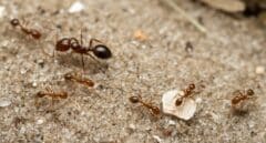 La peligrosa hormiga roja de fuego establece sus primeros nidos en Europa