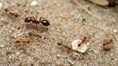La peligrosa hormiga roja de fuego establece sus primeros nidos en Europa