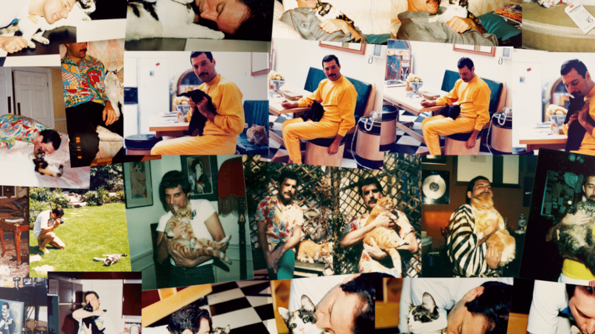 Freddie Mercury fotografiado con sus gatos, en un libro incluido entre los 1.500 objetos que se subastan en Sotheby's.