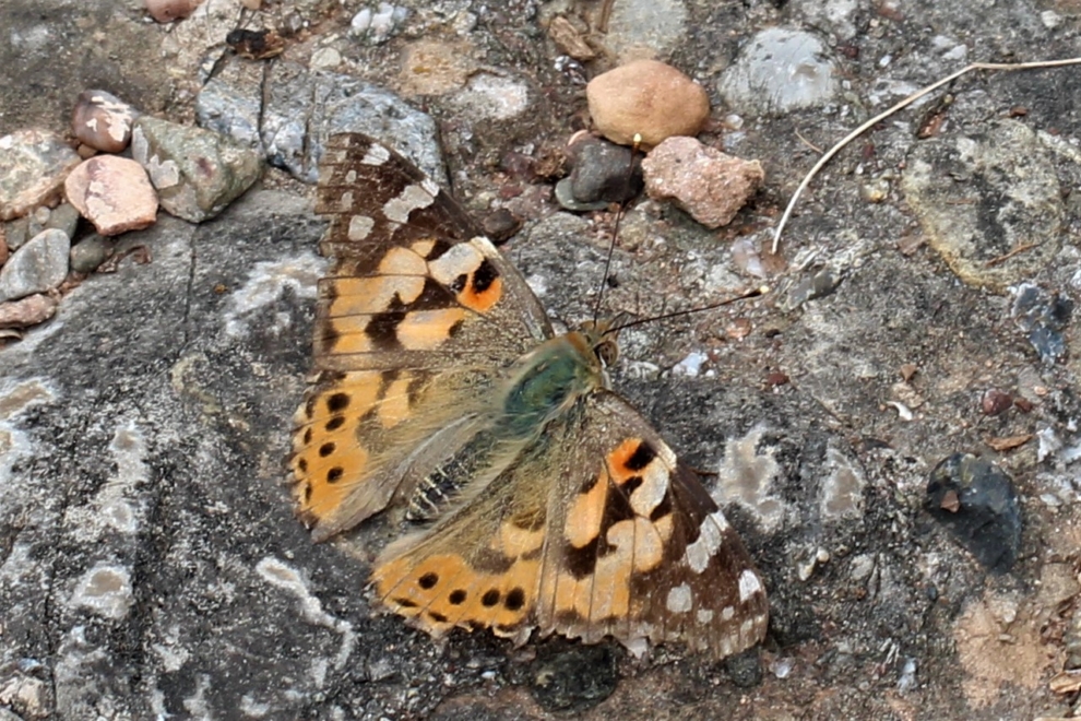 Vanessa cardui.