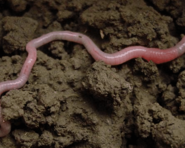La importancia de las lombrices: un animal clave para producir 140 millones de toneladas de alimentos al año