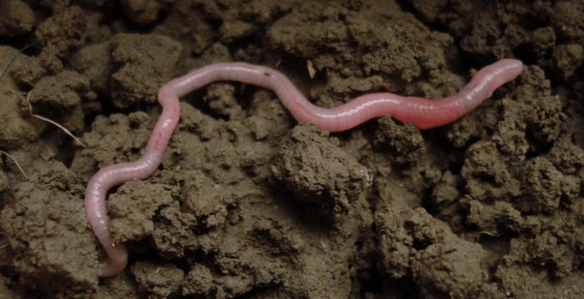 Una lombriz de tierra en el suelo.