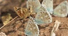 Se buscan voluntarios para comprender la gran migración de las mariposas