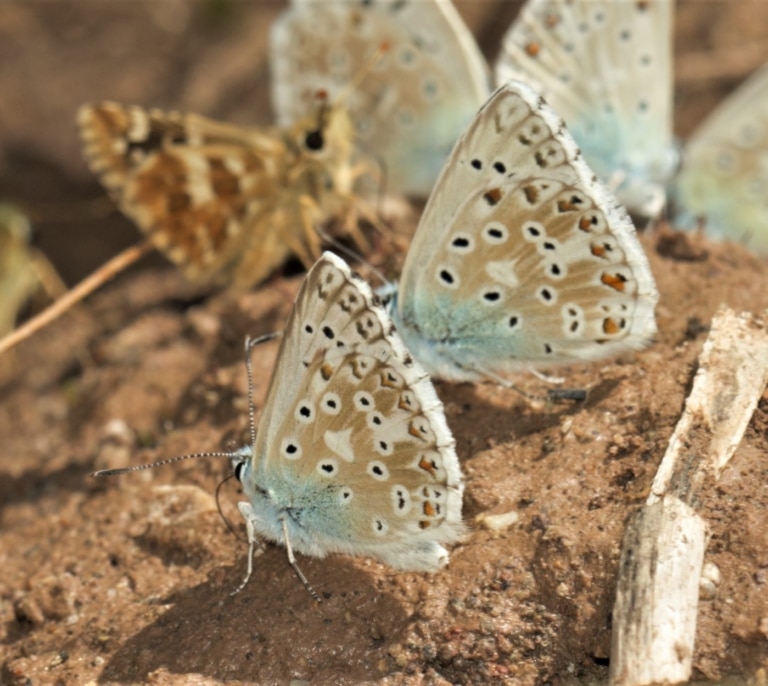 Se buscan voluntarios para comprender la gran migración de las mariposas