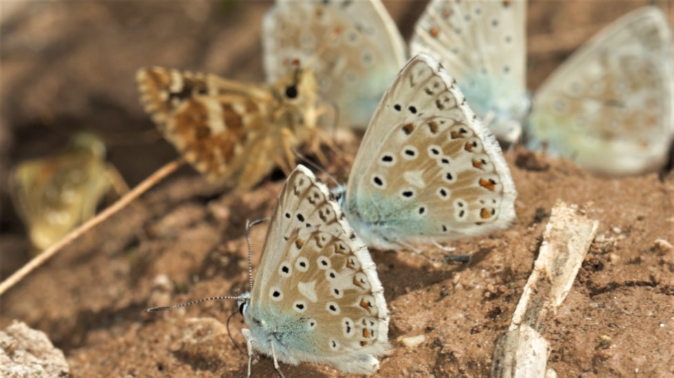 Mariposas fotografiadas en Cuenca por José Manuel Sesma.