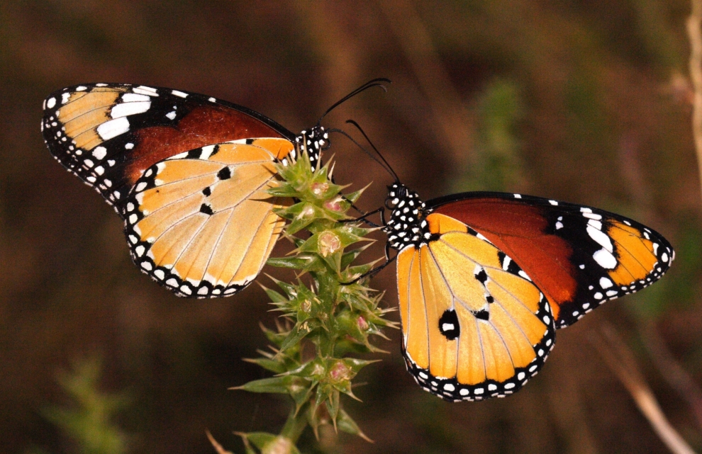 Danaus chrysippus.