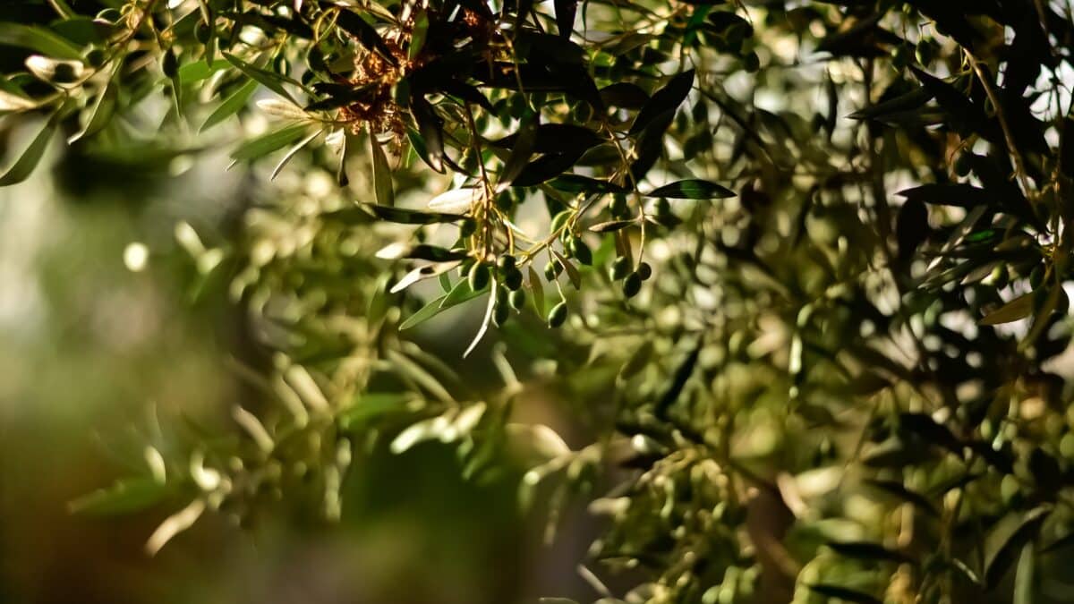 El consumo de aceite de oliva cae un 9,6% mientras el de girasol crece un 8,7%