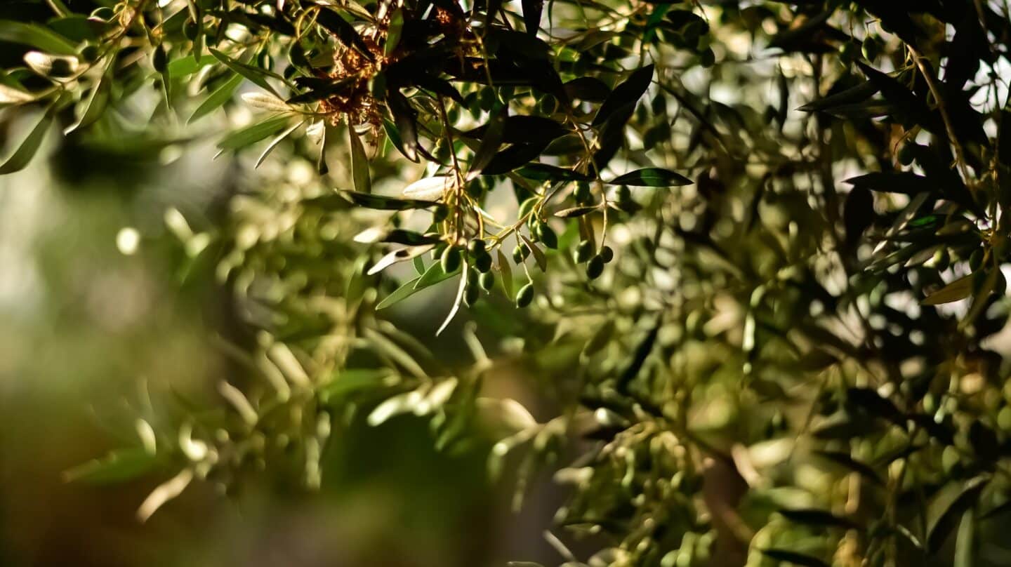 La escasez de lluvia condena al precio del aceite de oliva: solo el agua podrá frenar su encarecimiento