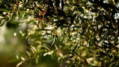 La escasez de lluvia condena al precio del aceite de oliva: solo el agua podrá frenar su encarecimiento