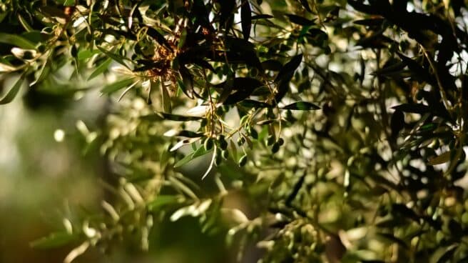 olivar-olivo-aceite-oliva