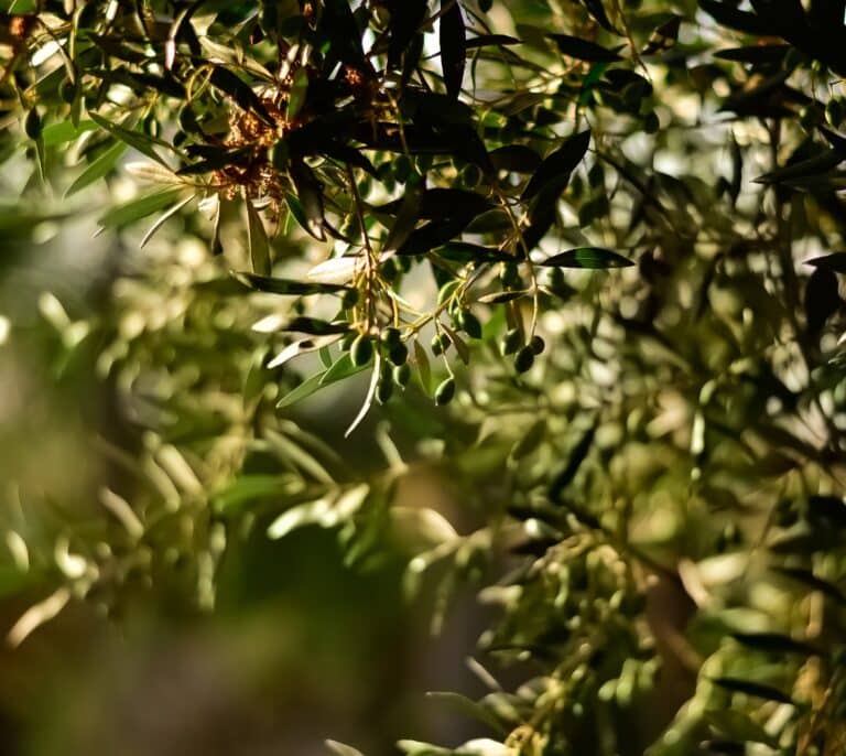 La escasez de lluvia condena al precio del aceite de oliva: solo el agua podrá frenar su encarecimiento