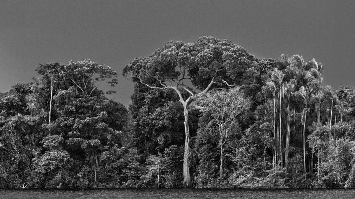 Un igapó, un tipo de bosque frecuentemente inundado por el agua del río, con palmerasy otros árboles emergentes. En el centro de la foto, un árbol cuyo tronco está cubierto de agua: una aldina (Aldina latifolia). A la derecha, una palmera jauari (Astrocaryum jauari). Archipiélago de las Anavilhanas, Parque Nacional Anavilhanas, Bajo Río Negro. Estado de Amazonas, 2019.