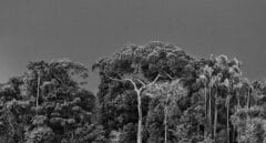 'Amazônia', el gran proyecto fotográfico de Sebastião Salgado toma Madrid