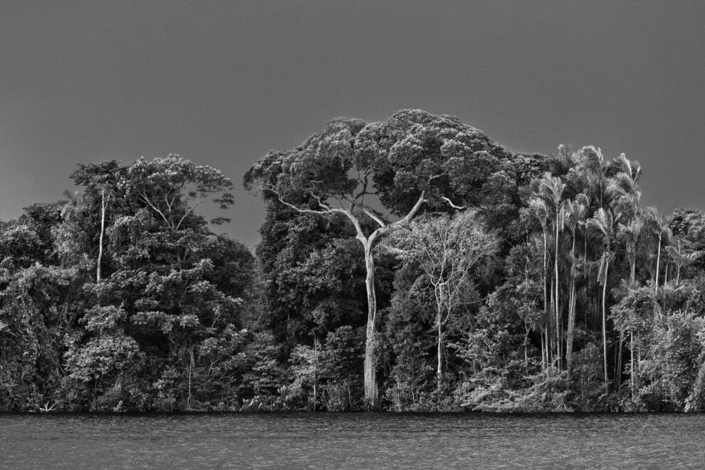 Un igapó, un tipo de bosque frecuentemente inundado por el agua del río, con palmerasy otros árboles emergentes. En el centro de la foto, un árbol cuyo tronco está cubierto de agua: una aldina (Aldina latifolia). A la derecha, una palmera jauari (Astrocaryum jauari). Archipiélago de las Anavilhanas, Parque Nacional Anavilhanas, Bajo Río Negro. Estado de Amazonas, 2019.