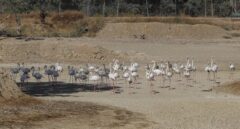 Los ecologistas contrarios a mantener piscifactorías en Doñana como propone la Junta
