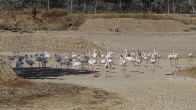 Los ecologistas contrarios a mantener piscifactorías en Doñana como propone la Junta