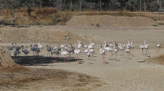 Los ecologistas contrarios a mantener piscifactorías en Doñana como propone la Junta