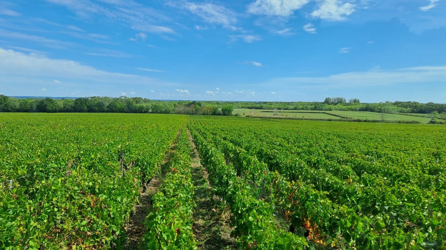 Viñedo en Saint-Seurin-de-Cadourne, Francia