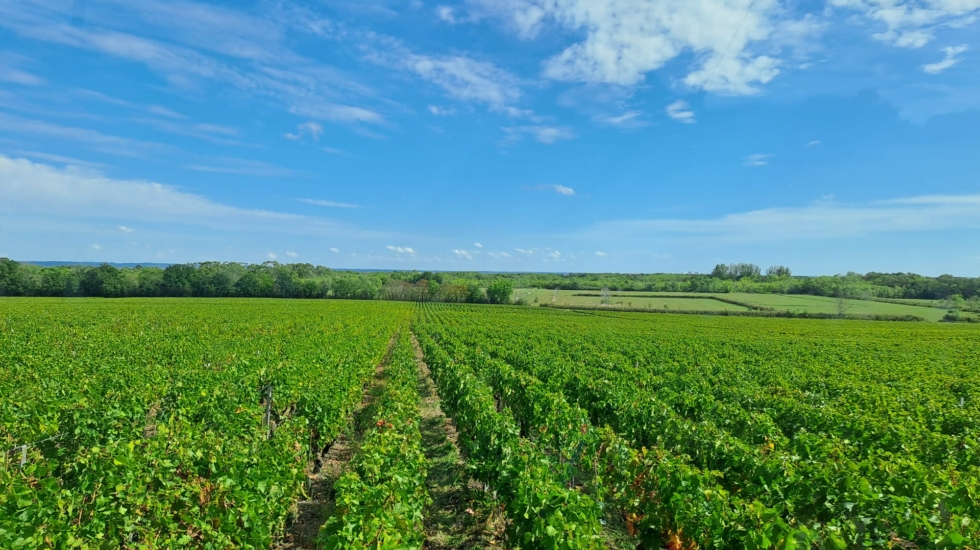 Viñedo en Saint-Seurin-de-Cadourne, Francia