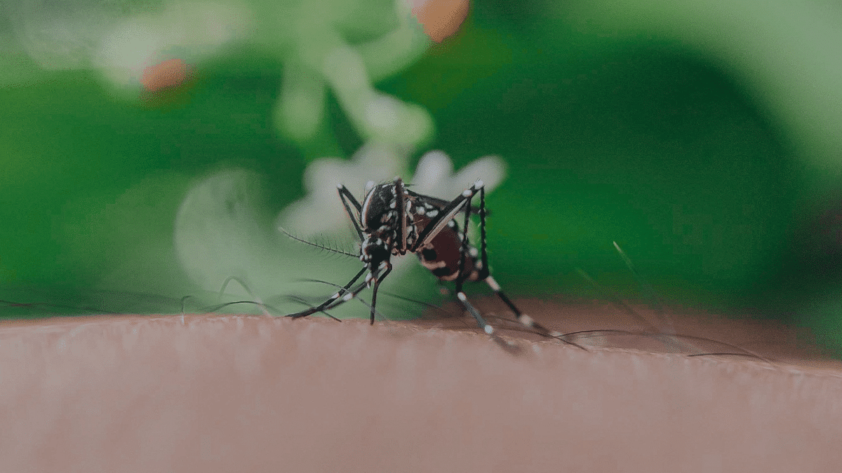 Un mosquito, que es uno de los principales transmisores del virus del Nilo Occidental con primer posible caso en Barcelona de una mujer de 76 años