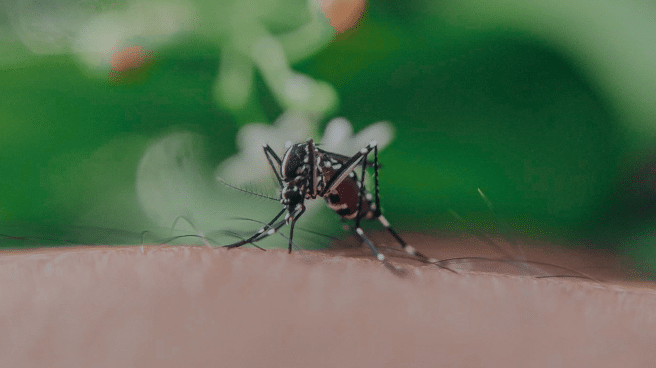 Virus del Nilo en Barcelona- posible caso Un mosquito, que es uno de los principales transmisores del virus del Nilo Occidental con primer posible caso en Barcelona de una mujer de 76 años