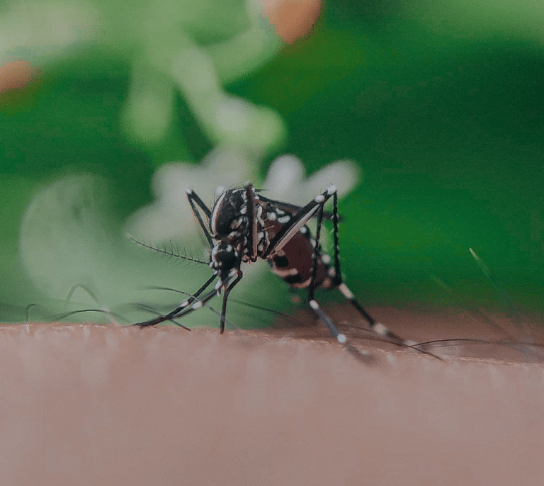 Primer posible caso del virus del Nilo en España dispara las alertas sanitarias