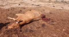 Salvaje ataque al ganado en Toledo: balazos y amputaciones para robar la carne