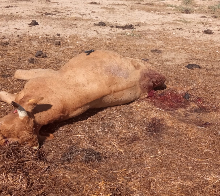 Salvaje ataque al ganado en Toledo: balazos y amputaciones para robar la carne
