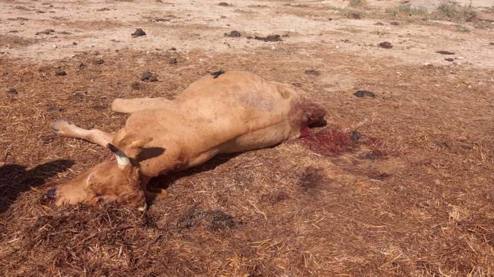 La vaca matada de un tiro tras un ataque en una finca de Toledo (Castilla-La Mancha)