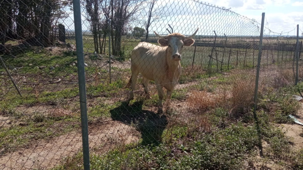 La vaca herida con un disparo de escopeta en el cuello en una finca de Toledo (Castilla-La Mancha)