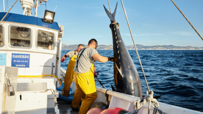 Cada año, entre mayo y julio, JC Mackintosh participa en las aguas del Estrecho de la pesca del atún rojo de almadraba.