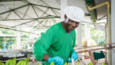 Banano colombiano, el triunfo sindicalista que quiere conquistar el mercado europeo