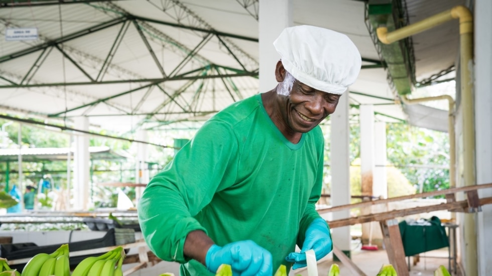 Un trabajador de una de las empresas socias de AUGURA, la asociación de bananeros de Colombia