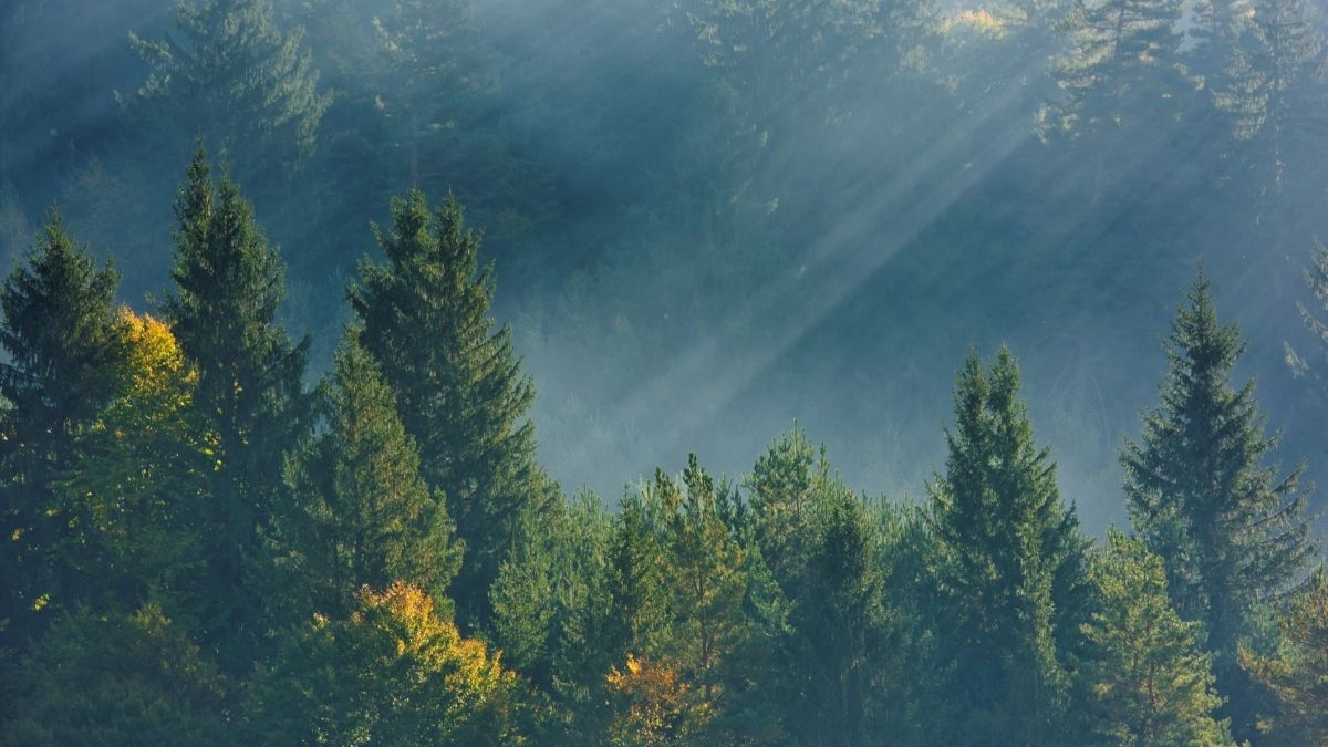 Bank of Climate lanza una nueva línea de negocio enfocada al asesoramiento de empresas para su descarbonización